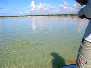 Bonefish on the Line